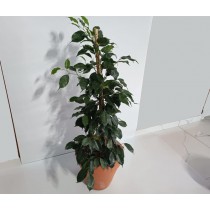 Ficus benjamina