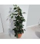 Ficus benjamina