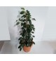 Ficus benjamina