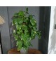 Pothos (salon sarmaşığı