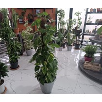 Pothos (salon sarmaşığı)