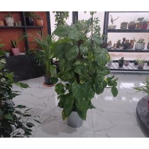 Pothos (salon sarmaşığı