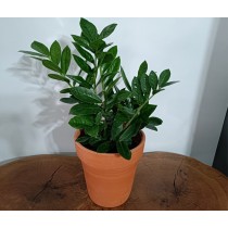 Zamia (Zeze)